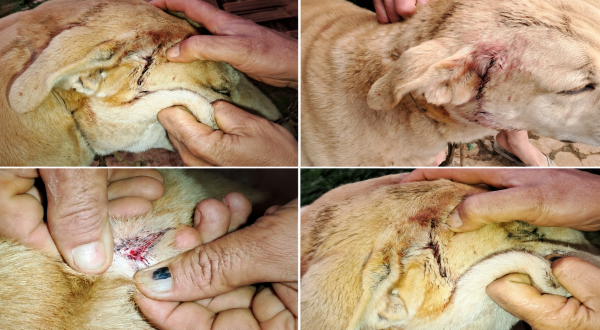 Cão é encontrado baleado e caso de maus-tratos será investigado pela Polícia Civil