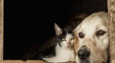 Câmara aprova suspensão da CNH para motorista que abandonar animais
