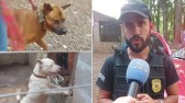 Casal de cães em situação de maus tratos é resgatado por ONG e pela Polícia Civil em Santo Antonio do Sudoeste