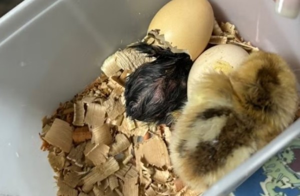 Ovos chocam em geladeira e pintinhos se tornam membros da família