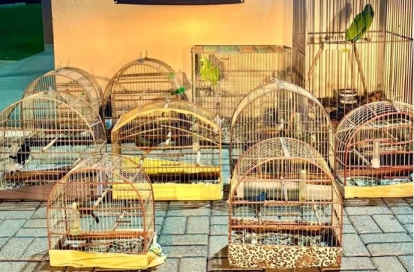 Operação resgata aves silvestres presas ilegalmente em gaiolas no Meio-Oeste