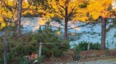 Primeira grande geada do inverno transforma paisagem na Tri-Fronteira nesta quarta-feira (24)