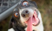 Entenda por que agosto é conhecido como mês do cachorro louco