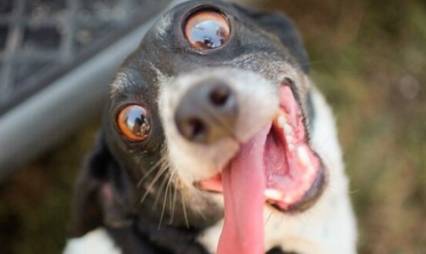Entenda por que agosto é conhecido como mês do cachorro louco