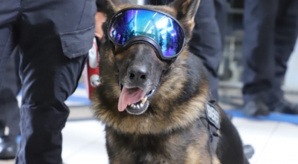 Morre Yankee, primeiro cão a integrar a Polícia Penal de Santa Catarina