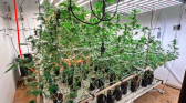 Imóvel de alto padrão servia como laboratório de drogas em SC
