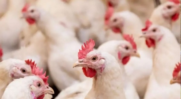 SC volta a exportar carne de frango para Europa após cinco meses de suspensão