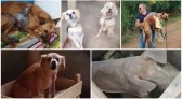 Cinco cães são resgatados pela Polícia Civil em estado de vulnerabilidade e maus tratos em Barracão