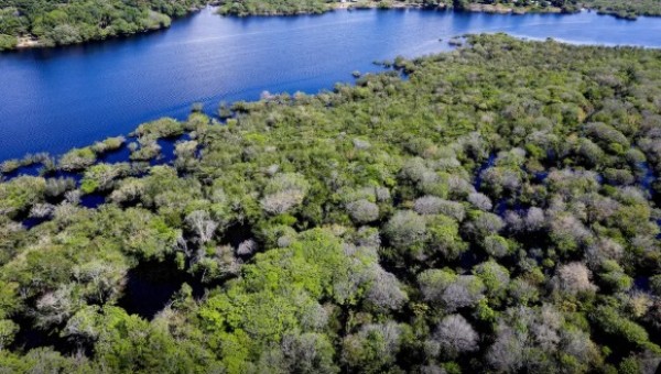 Alertas de desmatamento na Amazônia caem 35% em junho de 2026