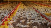 Santa Catarina identifica caso de influenza aviária em ave de fundo de quintal