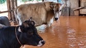 Fortes chuvas alagam currais e deixam vacas e bezerros em meio à água
