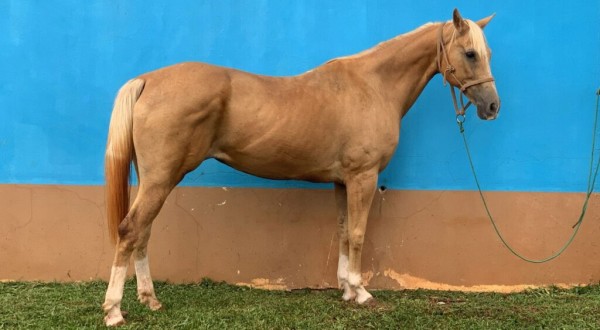 Caso de maus-tratos a cavalos termina em acordo judicial e indenização de R$ 150 mil