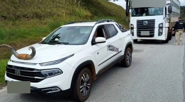 Motorista é flagrado com chifre de boi fixado no capô de picape em SC: 'Alegou ida a rodeio', diz PRF