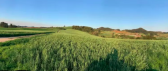 Inverno atípico deve impactar agricultura em SC