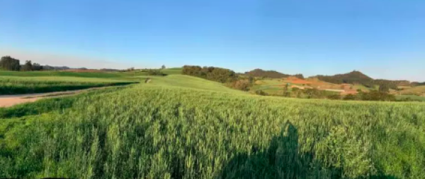 Inverno atípico deve impactar agricultura em SC