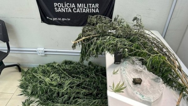 Pés de maconha e materiais para venda de drogas são apreendidos