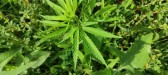 Durante fiscalização, guarnição da Rede Catarina encontra pé de maconha em residência