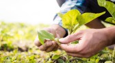 Agricultura familiar é 8ª maior produtora de alimentos do mundo
