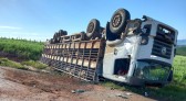 Caminhão de suínos tomba após colidir com caminhão baú e micro-ônibus escolar