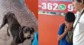 Menino leva cadelinha faminta à escola e mobiliza rede de solidariedade