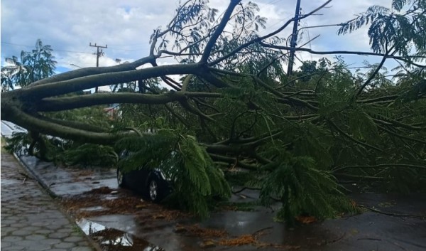 Carro é atingido por árvore após ventos fortes
