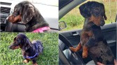 Família procura por cachorrinha desaparecida