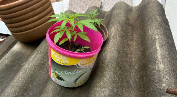 Jovem é preso com mudas de maconha e frações da droga