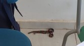 Cobra coral é encontrada dentro de sala de aula em escola municipal de Cascavel, dizem bombeiros