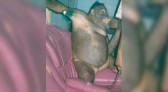 Orangotango explorada como prostituta em bordel faz 21 anos em centro de reabilitação