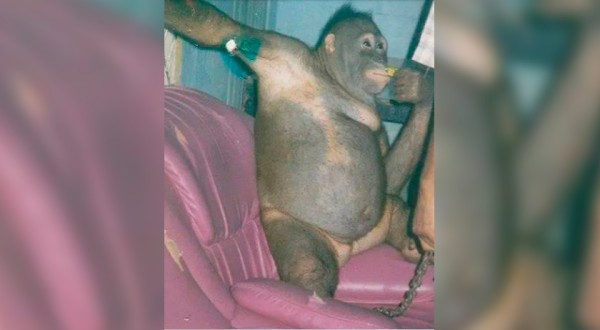 Orangotango explorada como prostituta em bordel faz 21 anos em centro de reabilitação