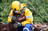 CBMSC destaca atuação dos animais em grandes operações