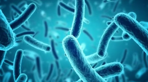 Cientistas encontram bactérias no intestino que ajudam a reduzir colesterol