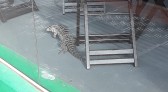 Lagarto é flagrado dentro de loja de móveis no centro