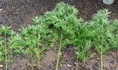 Homem planta maconha no quintal e mente ao pai que eram pés de mandioca