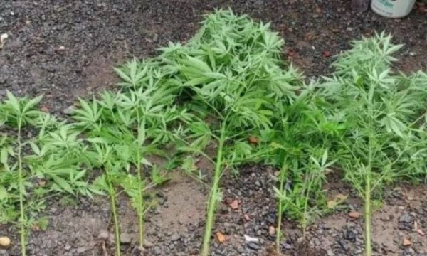 Homem planta maconha no quintal e mente ao pai que eram pés de mandioca
