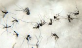 SC tem "boom" de dengue com crescimento de 335% em um ano; veja cidades com mais casos