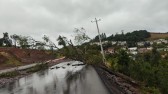 Queda de árvore causa falta de energia elétrica