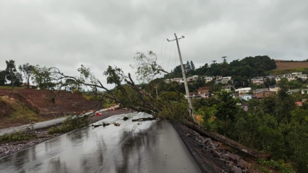Queda de árvore causa falta de energia elétrica