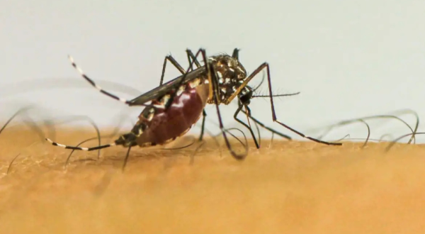 Vírus da chikungunya afeta crianças e adolescentes e deixa sequelas