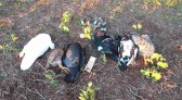 Animais são encontrados mortos em lavoura no interior