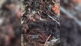 Penas severas: empresas flagradas com fios roubados poderão ser banidas por 5 anos em SC