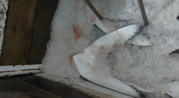 Ibama apreende 28,7 toneladas de barbatanas de tubarão e estima morte de 10 mil animais