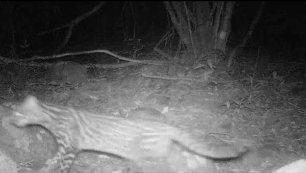 DNIT registra espécie ameaçada de extinção durante obra em rodovia federal