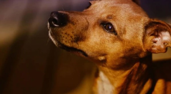 Vira-latas são a "raça" de cachorro favorita entre os brasileiros; confira o ranking canino