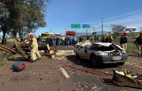 Fatalidade: árvore cai em carro e condutor morre