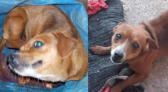 Tutora procura lar temporário para duas cachorras em Francisco Beltrão