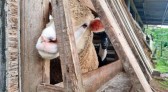 Homem é preso em flagrante por maus-tratos a mais de 60 animais
