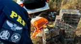Morador de Chapecó é preso com mais de 150kg de drogas