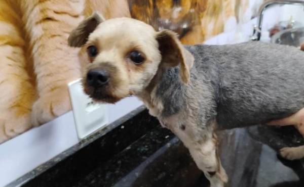 Condutor de veículo que atropelou cachorro procurou clínica veterinária e assumiu os custos