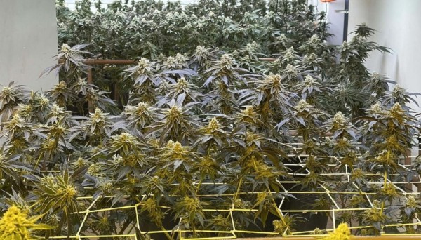 PM apreende 350 pés de maconha em estufa